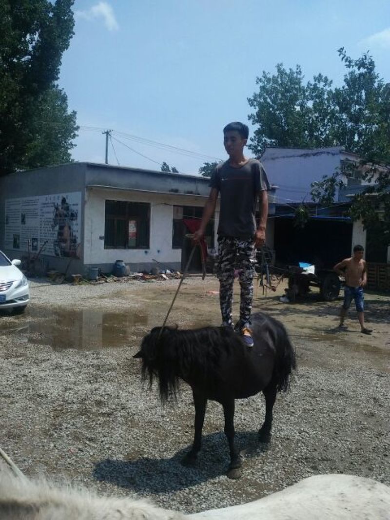 矮马200~300kg