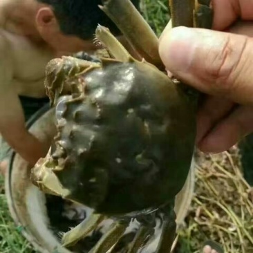螃蟹兴化红膏大闸蟹