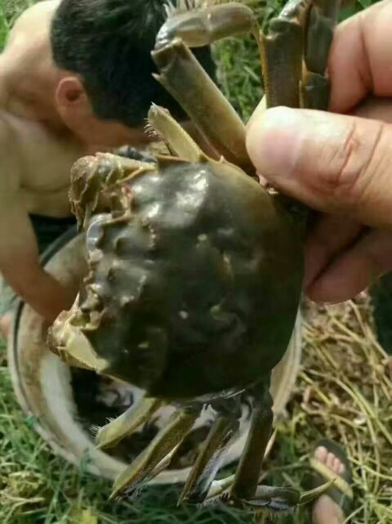 螃蟹兴化红膏大闸蟹