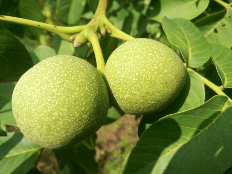 黄龙香玲核桃青皮
