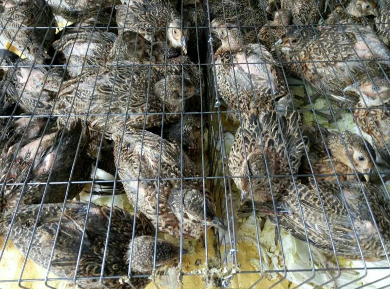 脱温山鸡苗脱温苗500克以下通货