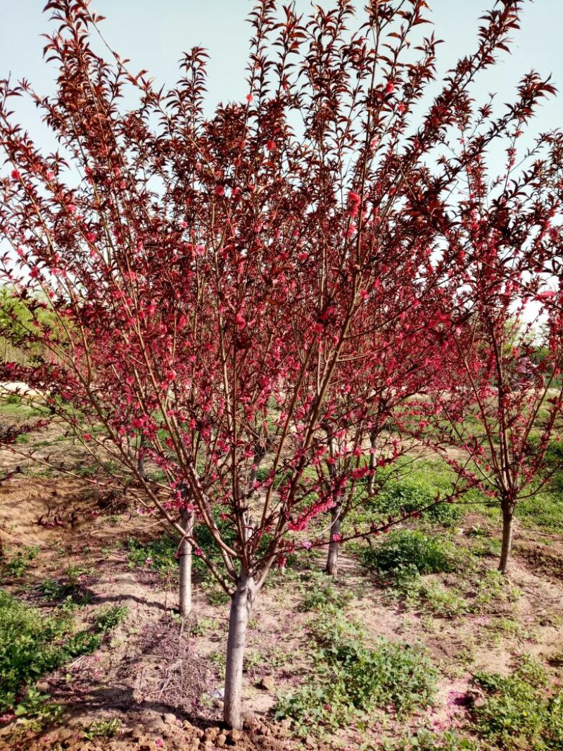 大量低价销售，红叶碧桃4~6cm1.5~2米