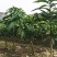 金煌芒树苗1.5~1.8m