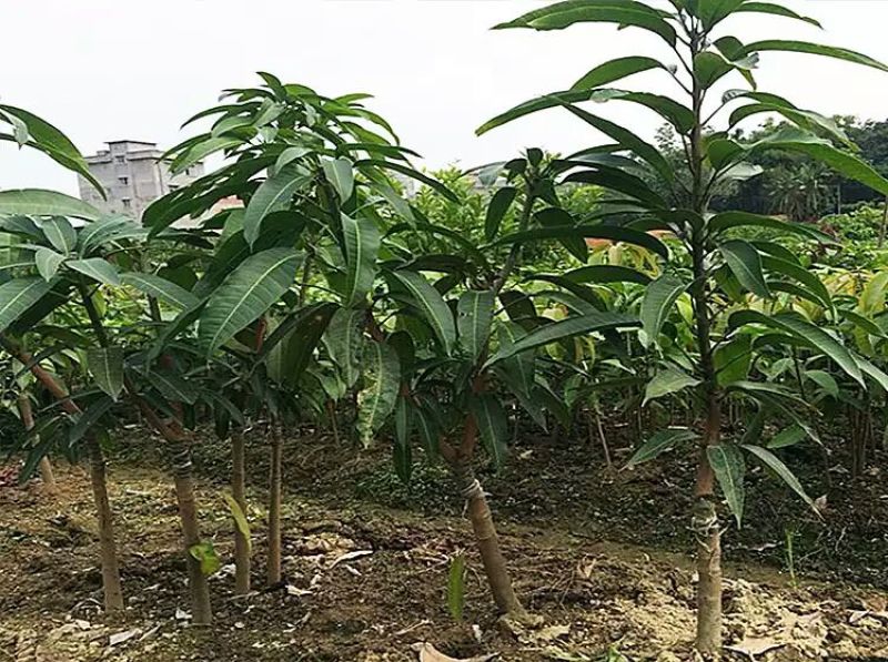 金煌芒树苗1.5~1.8m