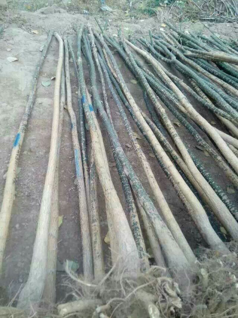 大量销售，4~20cm国槐，树形好价格实惠，