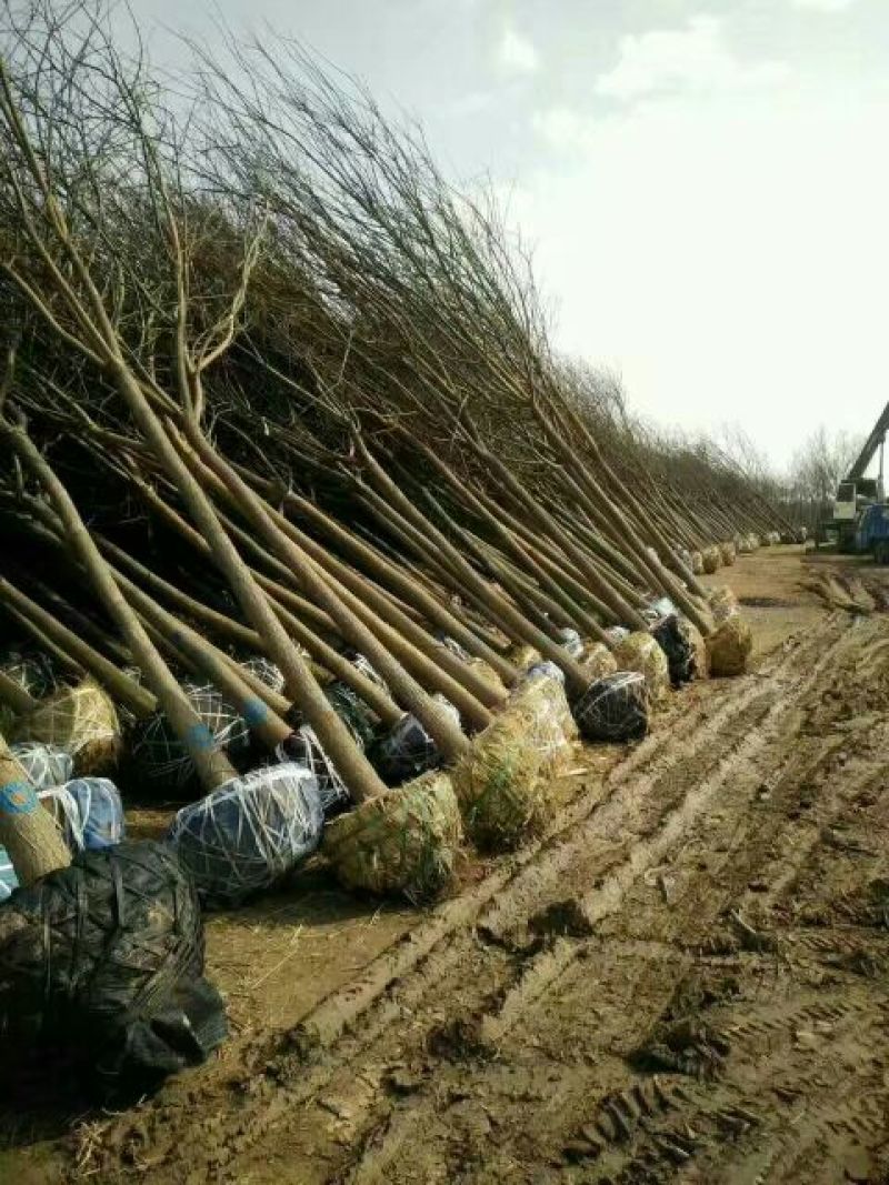 大量销售，4~20cm国槐，树形好价格实惠，
