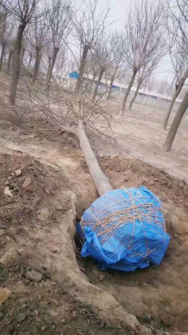 大量销售，4~20cm国槐，树形好价格实惠，