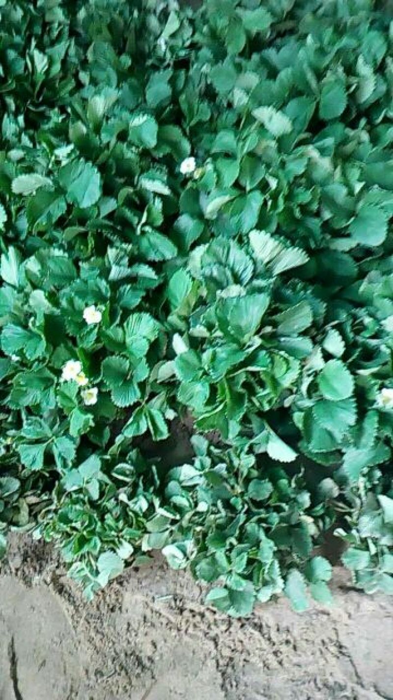 甜查理草莓苗10~20cm