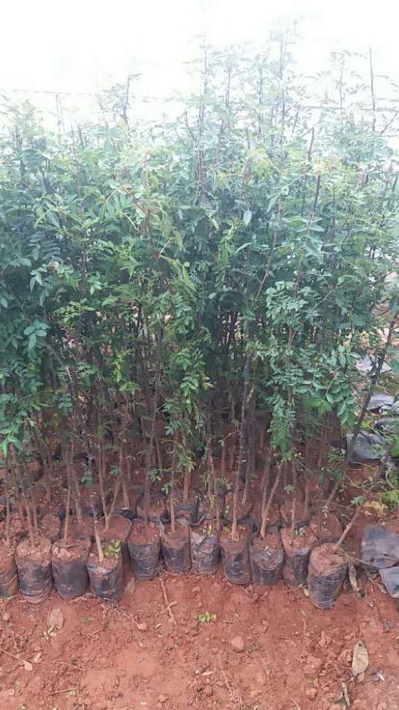 花椒树，有九叶青椒和红花椒