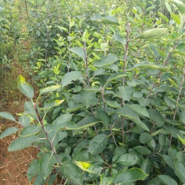 花红苗，有杯苗和裸根苗