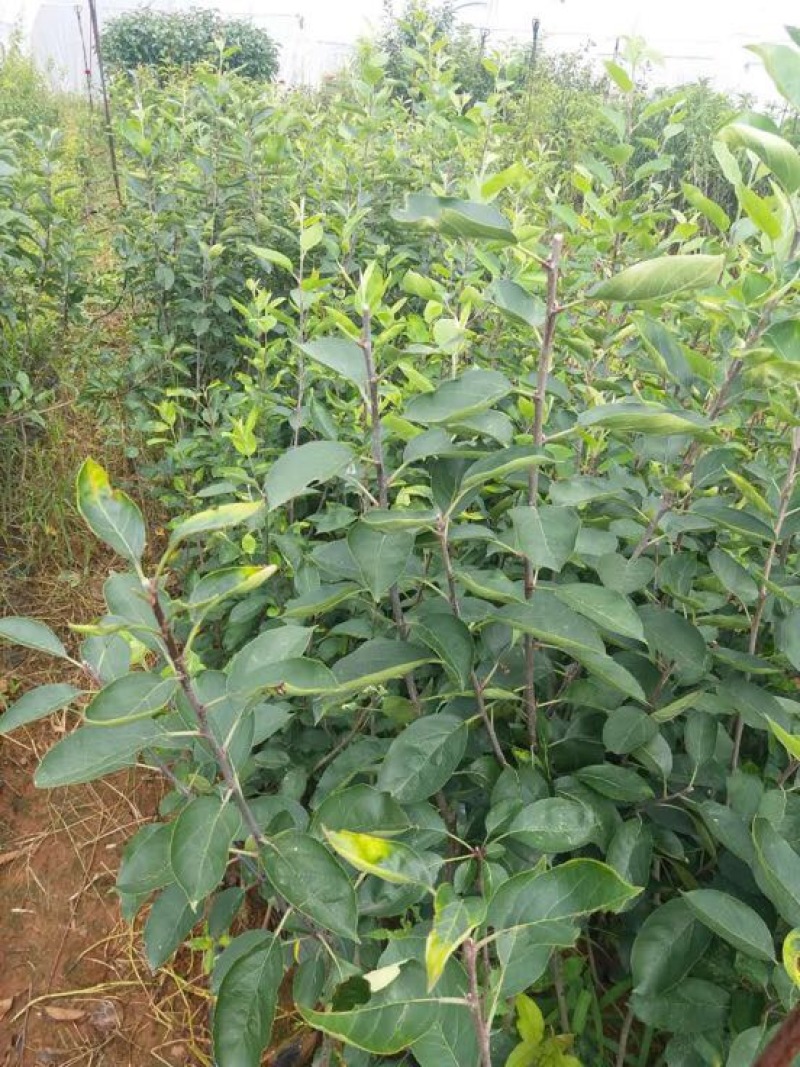 花红苗，有杯苗和裸根苗