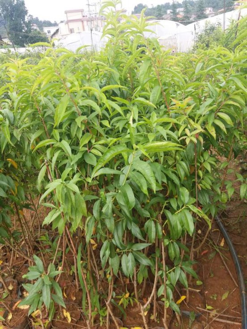 红宝石桃苗鹰嘴桃苗冬桃苗嫁接桃树苗免费提供技术指导