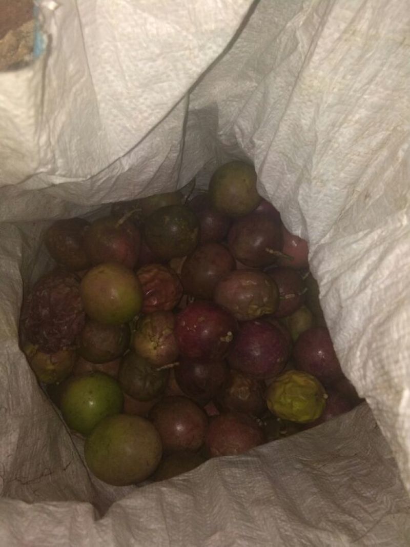 紫香一号紫果60~70g