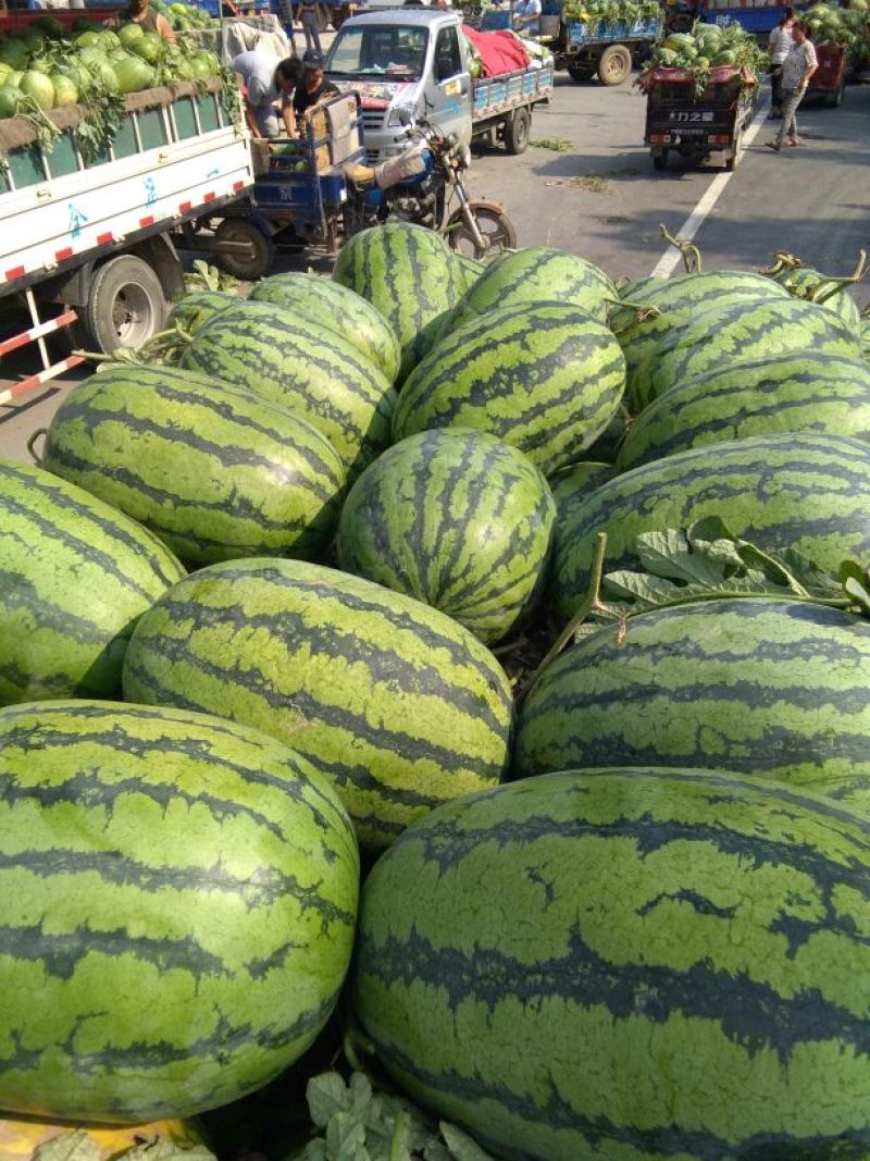 冠龙西瓜，个头大，带滕带叶，甜度高，耐运输，皮毛靓