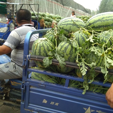 冠龙西瓜，个头大，带滕带叶，甜度高，耐运输，皮毛靓