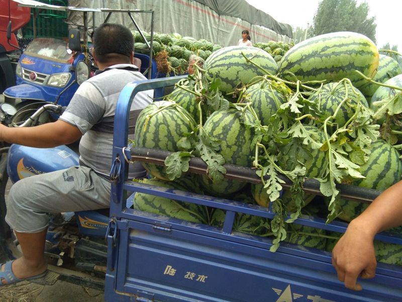 冠龙西瓜，个头大，带滕带叶，甜度高，耐运输，皮毛靓