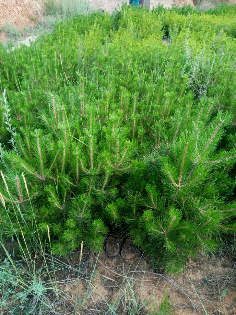 油松苗30~40cm