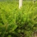 油松苗30~40cm