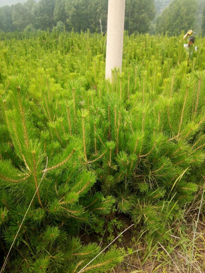 油松苗30~40cm