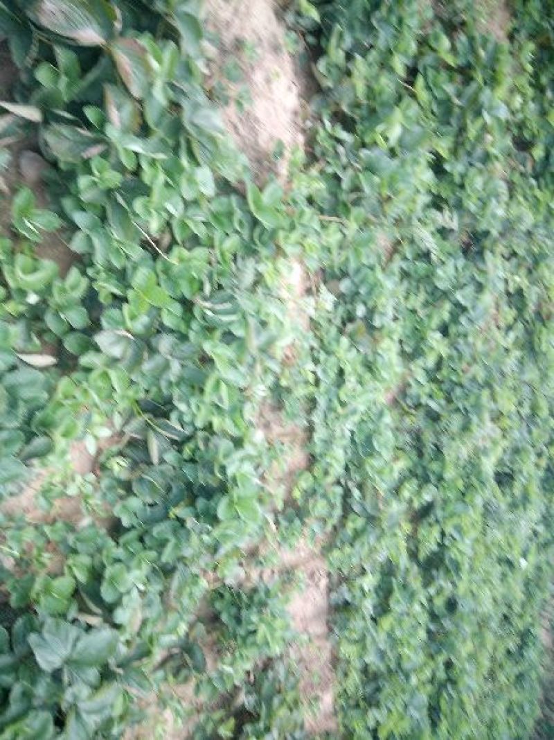 草莓苗20~30cm脱毒二代草莓苗优质草莓苗出售