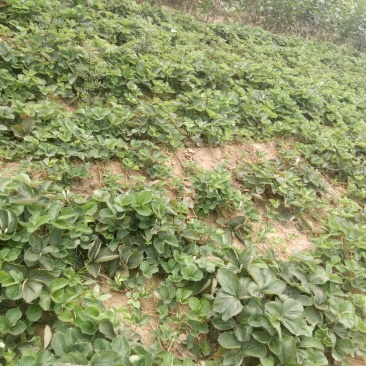 草莓苗20~30cm脱毒二代草莓苗优质草莓苗出售