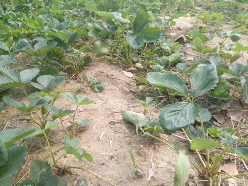 章姬草莓苗优质草莓苗品种齐全现挖现卖保证品种