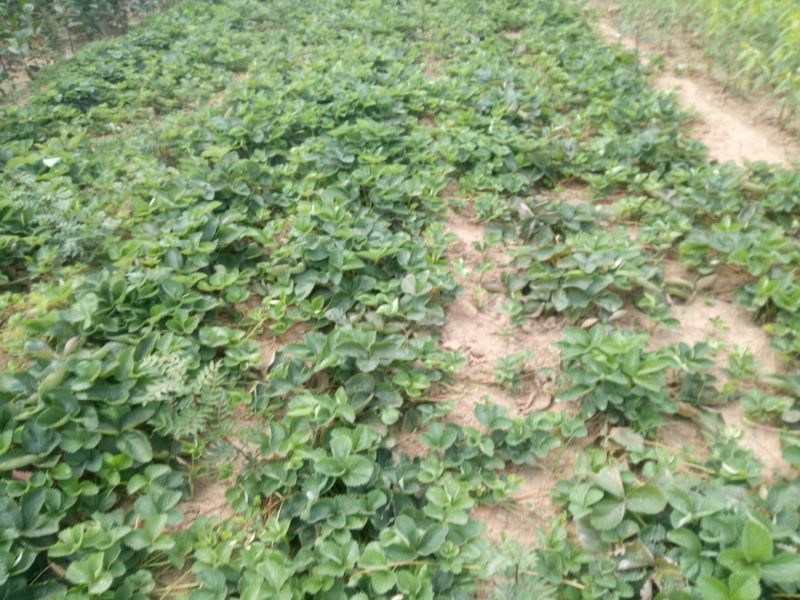 章姬草莓苗优质草莓苗品种齐全现挖现卖保证品种