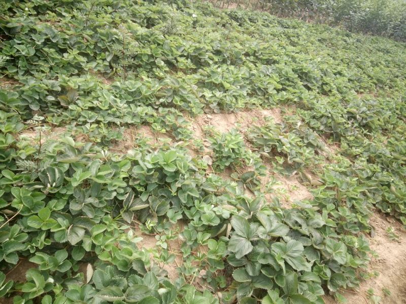 章姬草莓苗优质草莓苗品种齐全现挖现卖保证品种