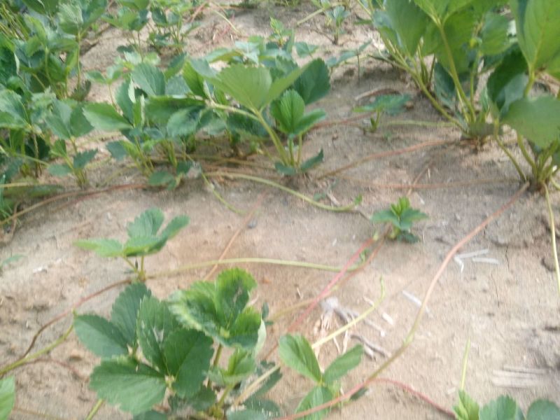 章姬草莓苗优质草莓苗品种齐全现挖现卖保证品种