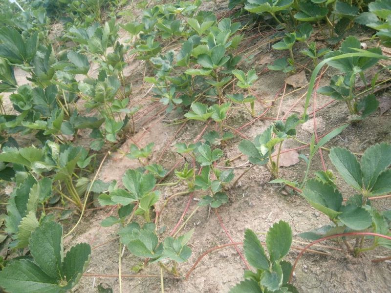 章姬草莓苗优质草莓苗品种齐全现挖现卖保证品种