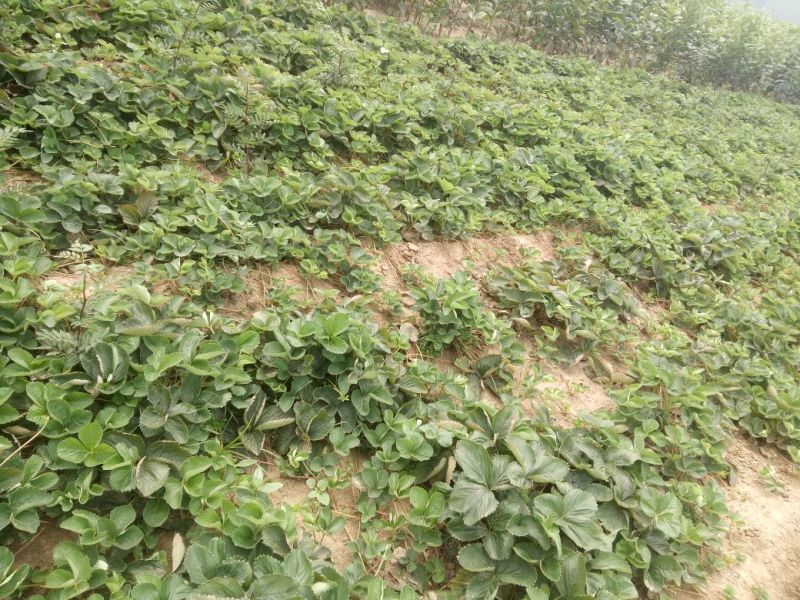 章姬草莓苗优质草莓苗品种齐全现挖现卖保证品种