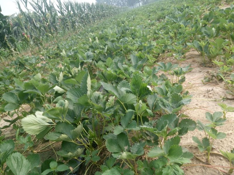 章姬草莓苗优质草莓苗品种齐全现挖现卖保证品种