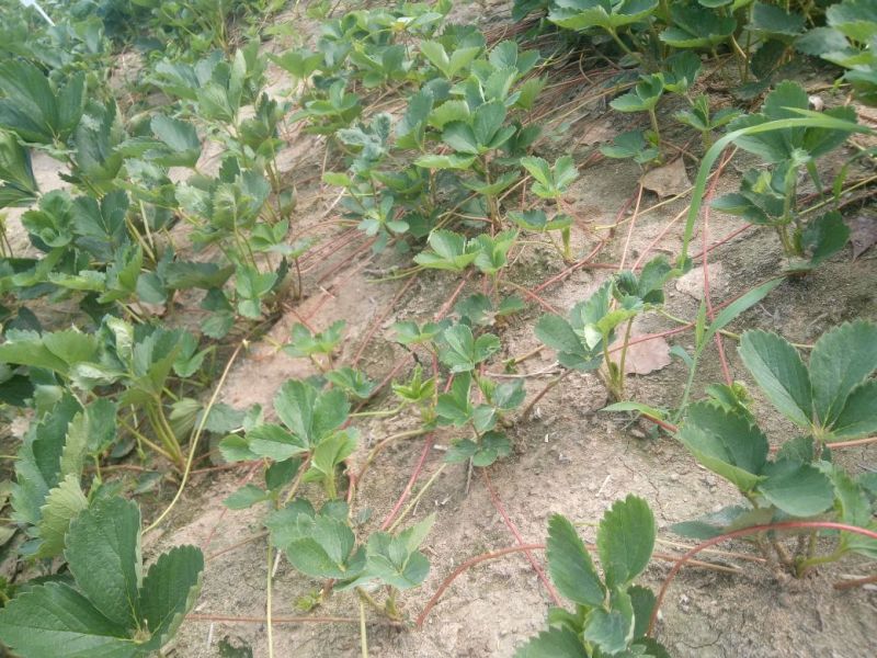 章姬草莓苗优质草莓苗品种齐全现挖现卖保证品种