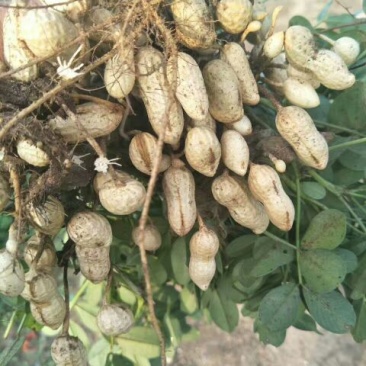 花生鲜货带壳，200亩白花生大量上市。