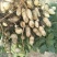 花生鲜货带壳，200亩白花生大量上市。