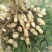 花生鲜货带壳，200亩白花生大量上市。