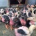 东涛鸡苗250克以下脱温苗通货