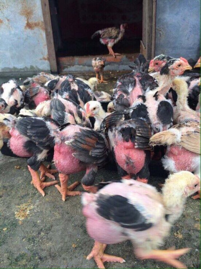 东涛鸡苗250克以下脱温苗通货