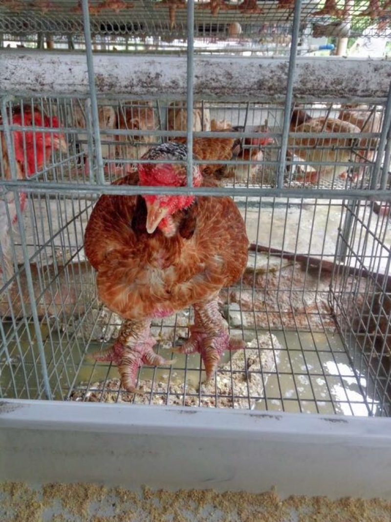 东涛鸡苗250克以下脱温苗通货