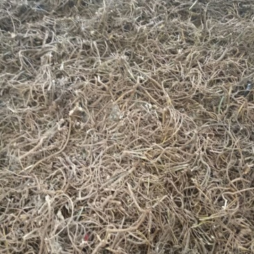 贵州纯野生山豆根广豆根无阳枝干货供应大货