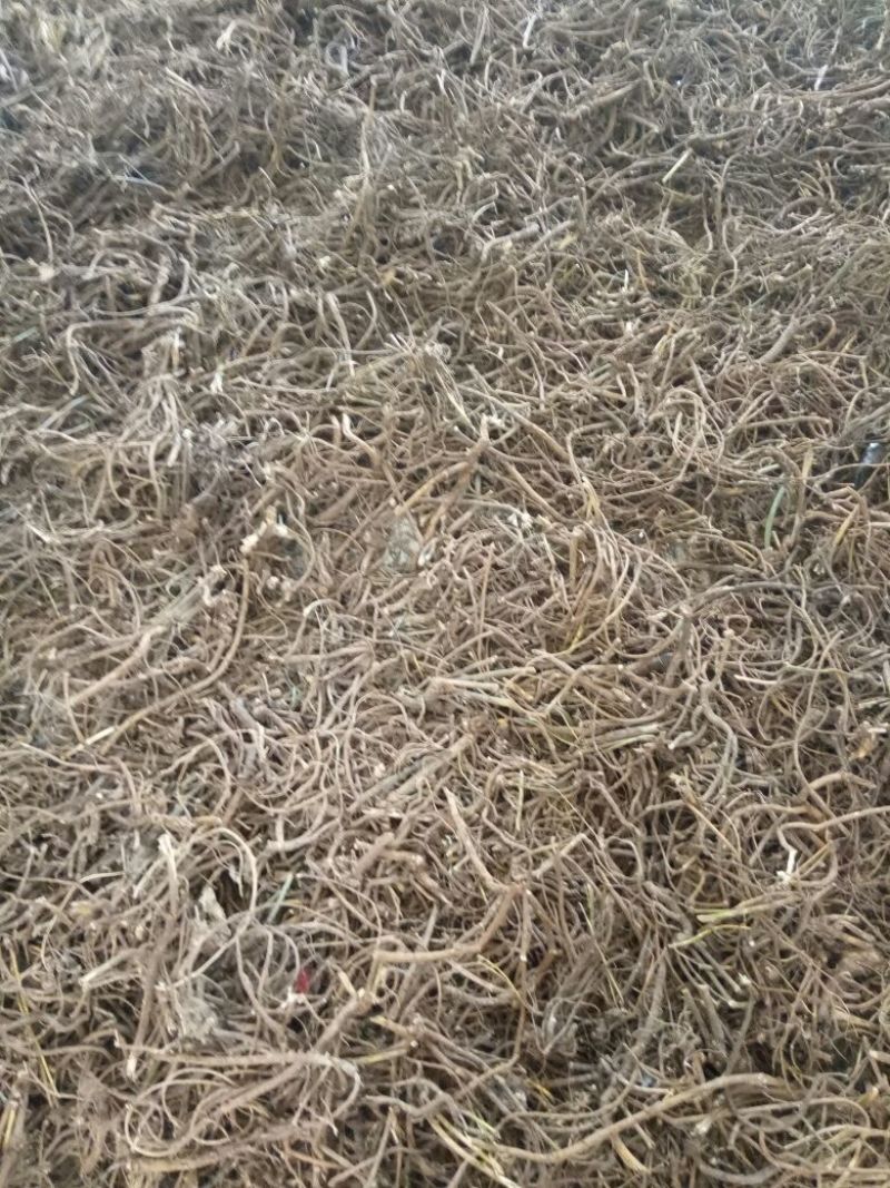 贵州纯野生山豆根广豆根无阳枝干货供应大货