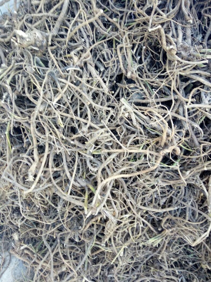 贵州纯野生山豆根广豆根无阳枝干货供应大货