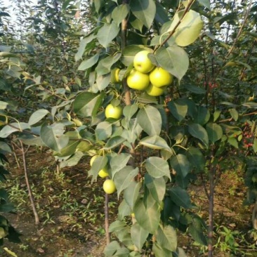 梨树2~4cm0.5~1米