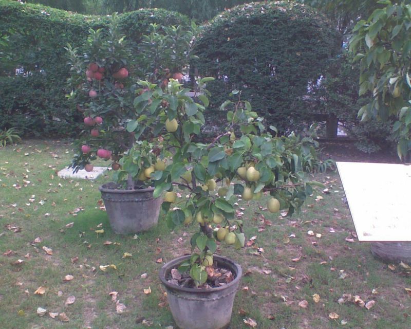 梨树2~4cm0.5~1米