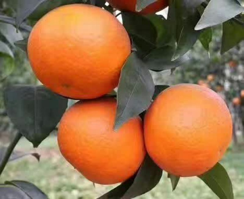 沃柑苗30~50cm