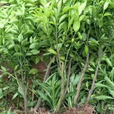 沃柑苗30~50cm
