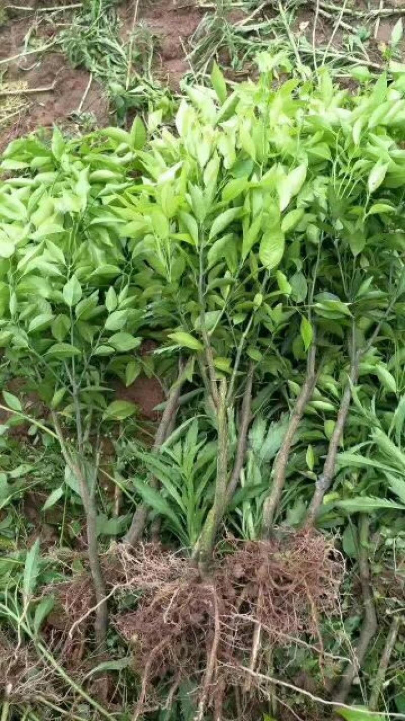 沃柑苗30~50cm
