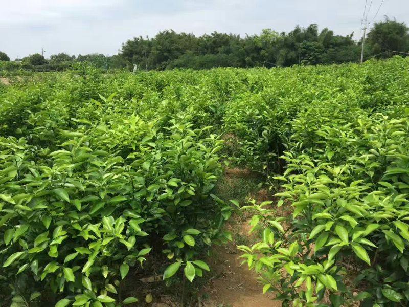 沃柑苗30~50cm