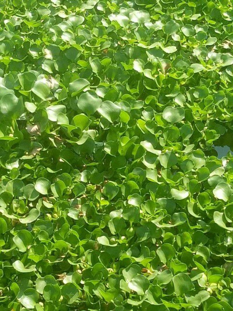 水葫芦水浮莲凤眼蓝包邮包成活