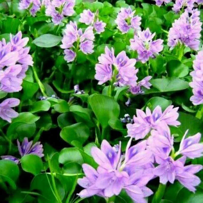 水葫芦水浮莲凤眼蓝包邮包成活